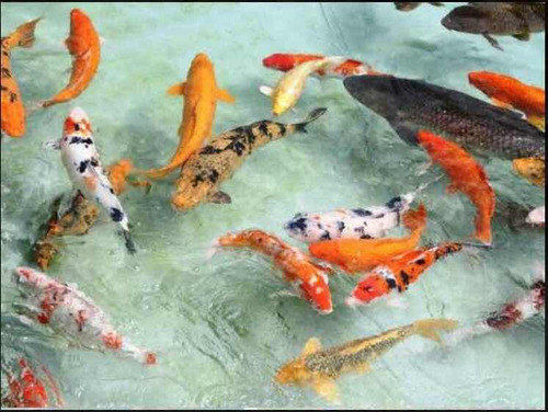 10x Carpas Koi 10cm + Frete Grátis Peixes Lagos Aquário