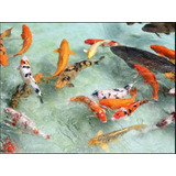 10x Carpas Koi 10cm + Frete Grátis Peixes Lagos Aquário