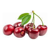 Arbolito De Cerezo Pastelero Cereza Dulce Cerezo Cherry