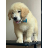  Filhotes De Golden Retriever Padrão Americano Com Pedigree 