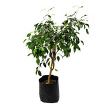 Ficus Negro Planta Interior