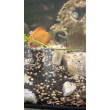 Peces Discus