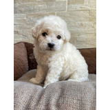 French Poodle Mini.  Excelente Calidad 