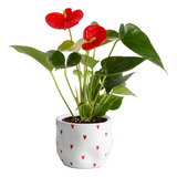 Blooming Anthurium Live Planta De Interior De 10 12 Pul...