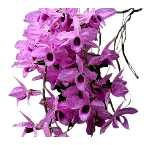 Orquídea Dendrobium Anosmum Tipo - Muda