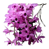 Orquídea Dendrobium Anosmum Tipo - Muda