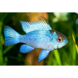 Peixe Ramirezi Eletric Blue