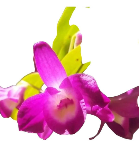 Orquídea Dendrobium Nobile Fuscia 