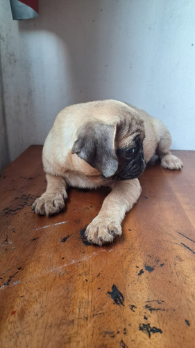 Fêmea Pug Padrão 