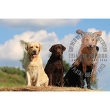 Cachorros Labrador Con Libreta Sellada Y Numero De Matric_