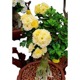 Muda Enxertada Rosa Do Deserto Adenium Amarela Bridal Bouque