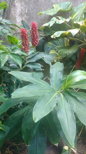 Plantin Costus Barbatus Jengibre Espiral Ornamental Tropical