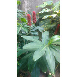 Plantin Costus Barbatus Jengibre Espiral Ornamental Tropical