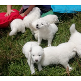 Raza De Perro Samoyedo Mascotas Rionegro Medellín Bogota