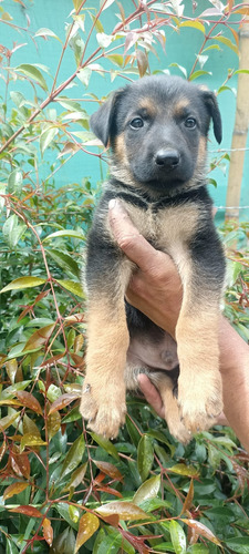 Cachorros Pastor Alemán Disponible Perros Medellín Bogotá