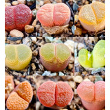 50 Semillas De Lithops Variado 