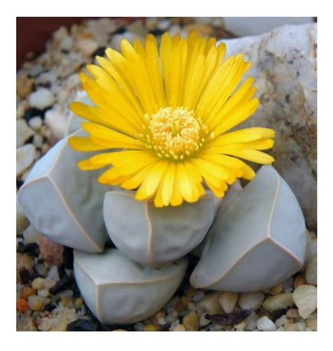 Semillas De Lapidaria Margaretae 50 Semillas. Con Envio