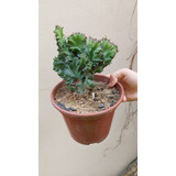 Euphorbia Láctea Cristata Grande 
