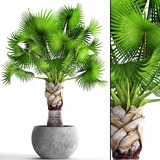 1 Palmera Bismarckia Verde Limon All Green Palma Rara Exotic