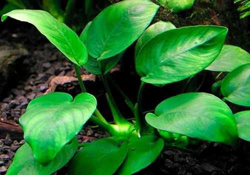 Anubias Barteri  Var.barteri,   Plantas Acuaticas