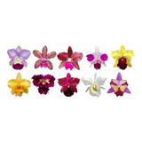 Kit 10 Mudas Orquídea Cattleya Identificadas !super Promoção