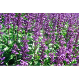 Semillas De Salvia Officinalis Organica Bello Jardin 