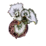 Begonia Caracol | Begonia Rex Escargot | Planta De Interior 