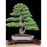 Semillas De Pino Negro Japonés, Ideal Para Bonsai 