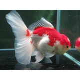 Pct. C/ 5 Peixes Kinguio Oranda Red White -aquário-água Doce