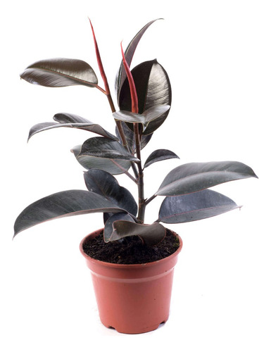 2 Plantas Gomero Ficus Elástica 40/50cm Oferta¥18mil