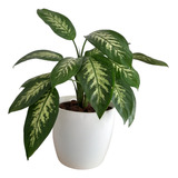 Planta De Interior Dieffenbachia Tropic + Maceta Premium