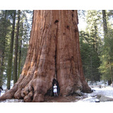 10 Sementes Sequoia Gigante Sequoiadendron Giganteum Bonsai