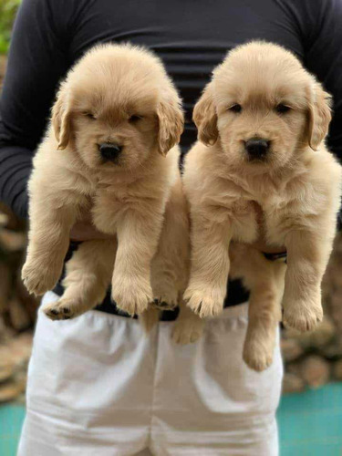 Cachorros Golden Retriever