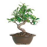 Brussel's Bonsai, Bonsai De Ficus Golden Gate