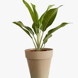 Planta Aglaonema Grande