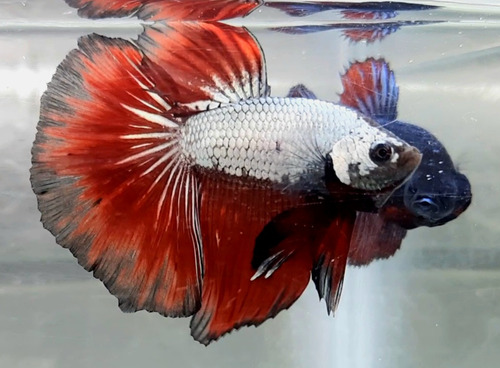 Betta Red Dragon Halfmoon Macho Rd