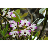 Dendrobium Nobile Y Orquideas