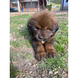 Camada Mastín Tibetano 2 Meses