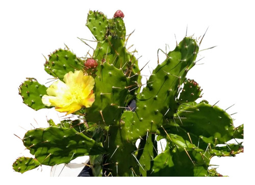 Cactus Opuntia Brasilensis Grande Adulta