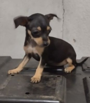 Chihuahua Cabeza De Venado Con 3 Meses De Nacido