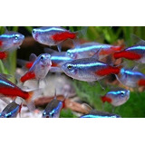 Peixe Neon Innesi Lote 10 Unidades Criado Aceita Ph 5 A 8