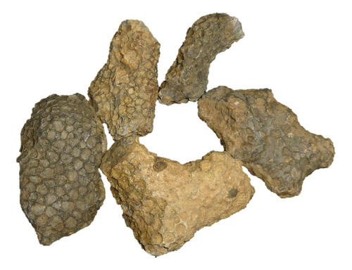 Mineral De Colección Coral Fósil Natural 5 Piezas