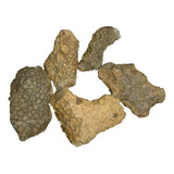 Mineral De Colección Coral Fósil Natural 5 Piezas