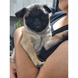 Cachorros Pug  Hembra 6 Meses Tamaño Pequeño