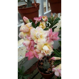  Adenium Rosa Del Desierto Snoopy