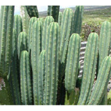 20 Semillas De Cactus San Pedro+ Instructivo 