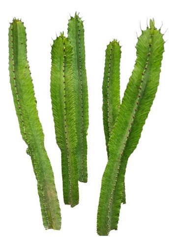 Cactus Euphorbia Ingens(candelabro) Grande.