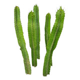 Cactus Euphorbia Ingens(candelabro) Grande.