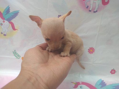   Micro Cachorra Chihuahua Tacita Miniatura Bolsillo