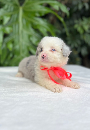 Cachorra Border Collie Merle Cali, Manizales, Animal Pets 